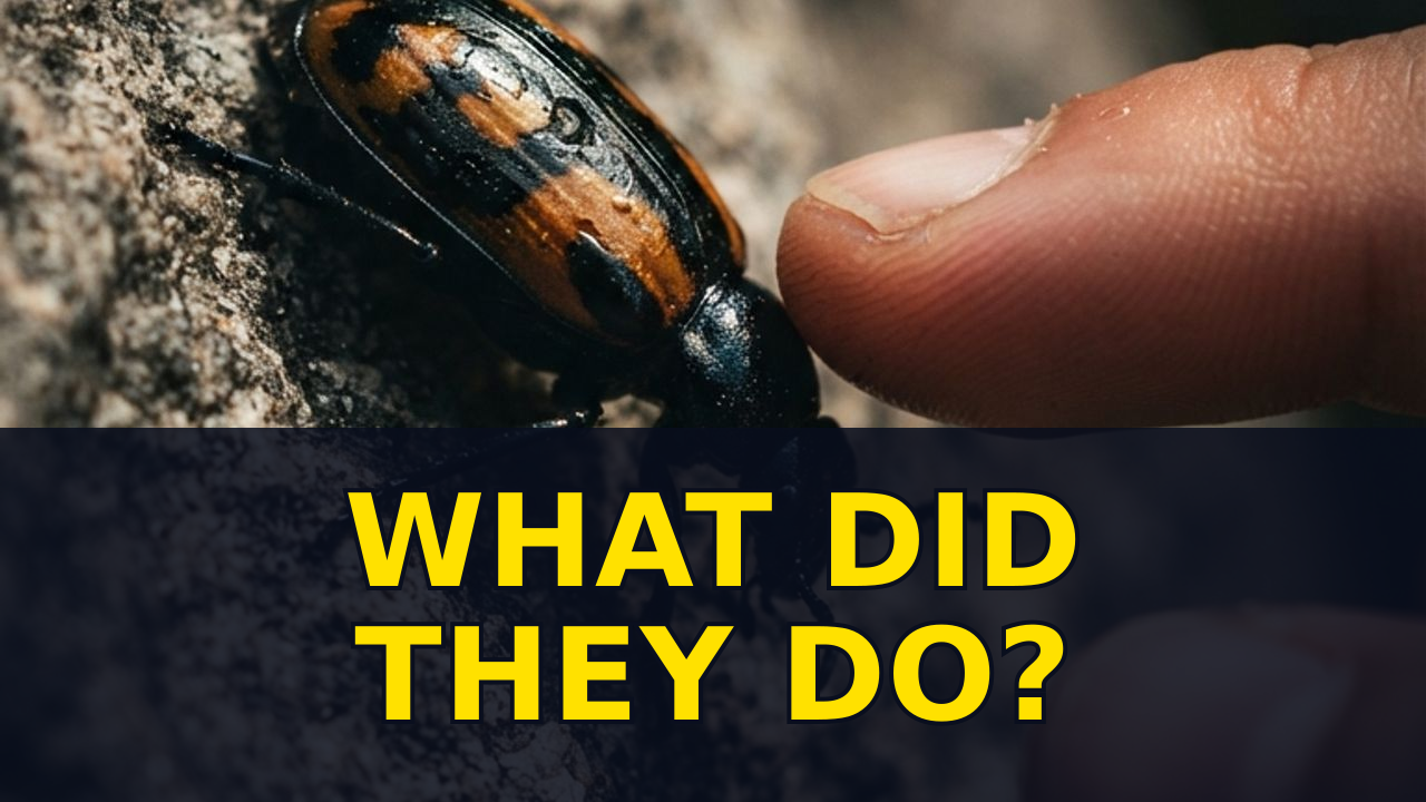 Ancient Itch Remedies: What Humans Used Before Lotion
