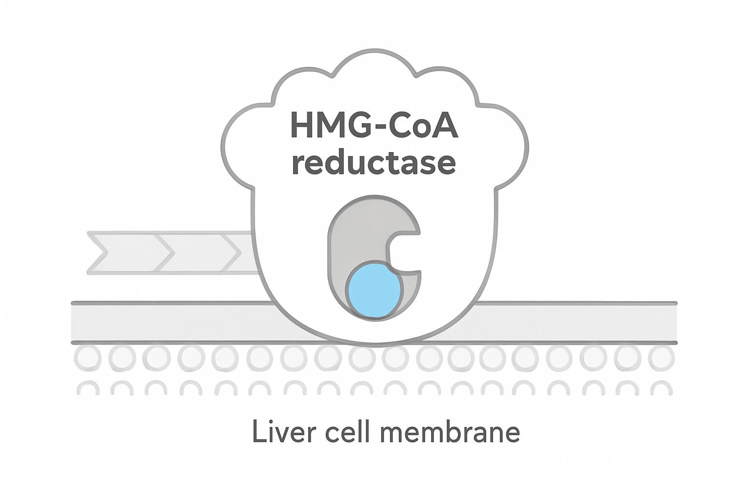 HMG-CoA Reductase
