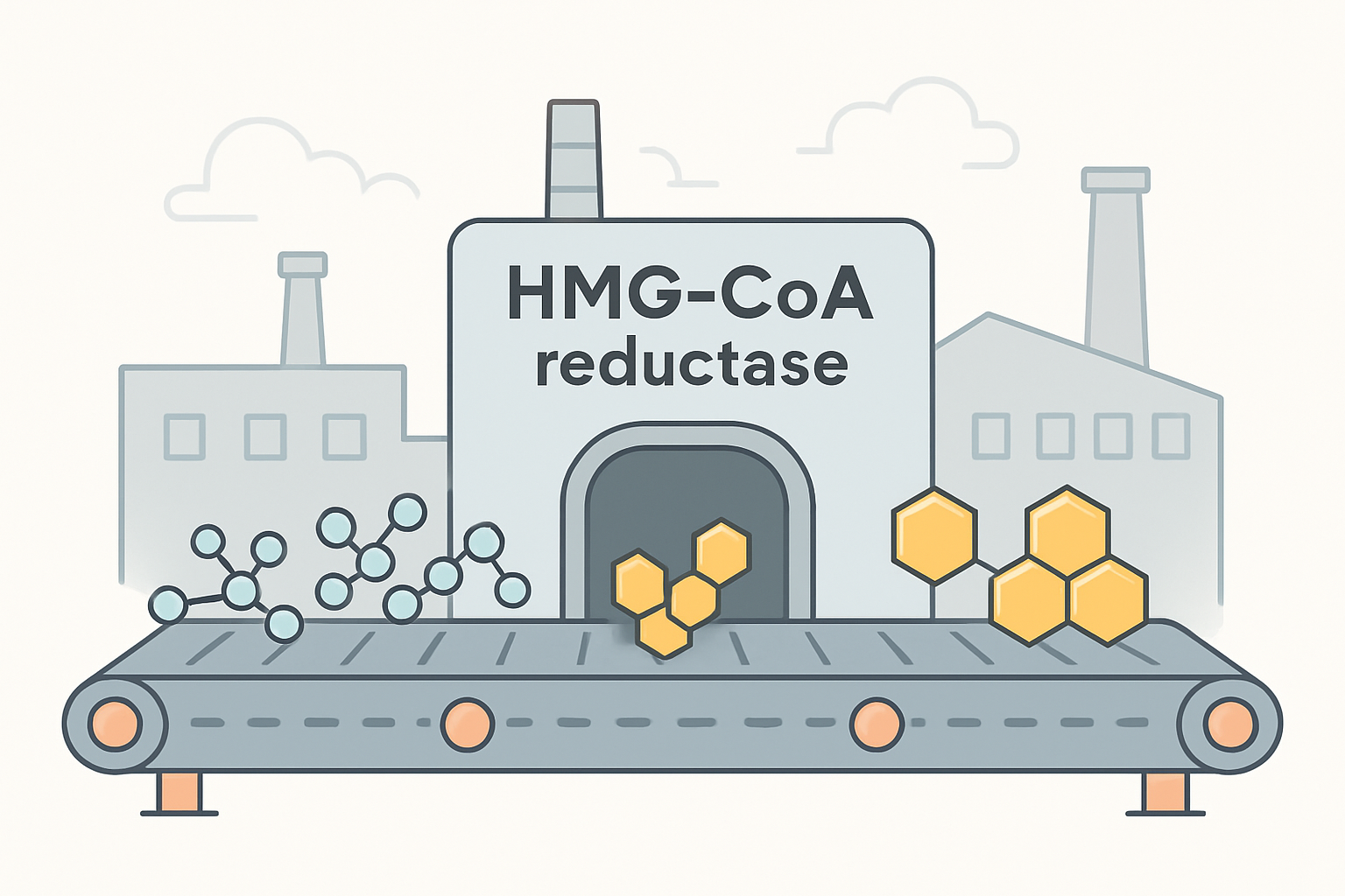 HMG-CoA Reductase